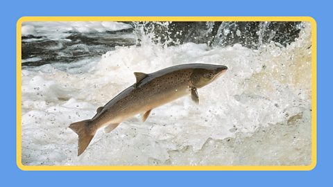 A salmon leaping upstream in a river in Scotland.