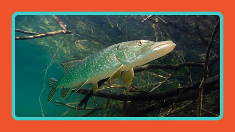 A pike swimming in a river in Germany.