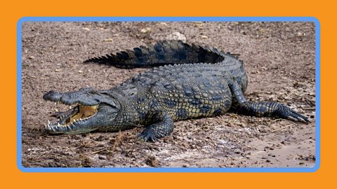 A Nile crocodile lying on a beach with its mouth open.