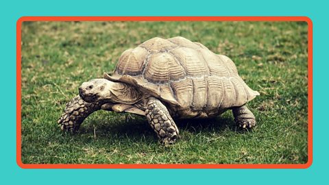 A giant tortoise walking on grass.