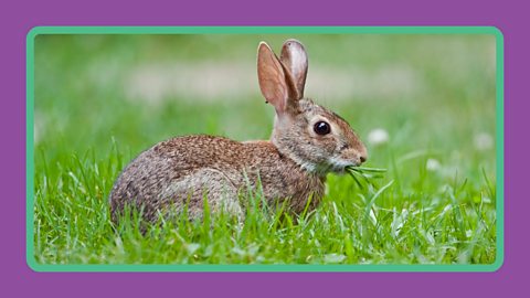 A rabbit sits in a field eating grass.