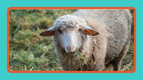 Sheep grazing in a field.