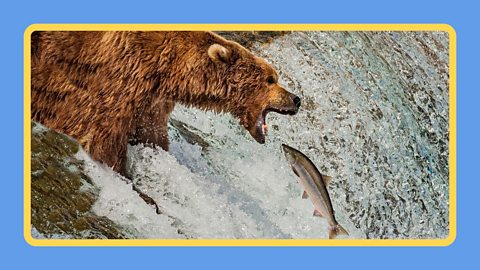 A brown bear stood in a waterfall trying to catch a salmon leaping.