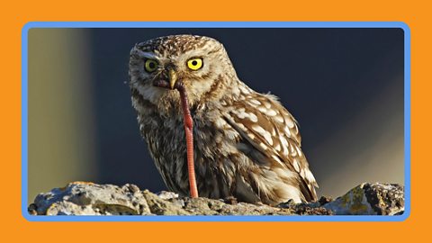 A little owl perched on a stone wall eating a worm.