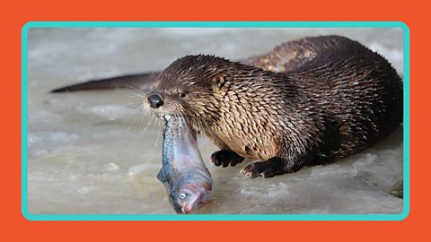 An otter rests in a river eating a fish.