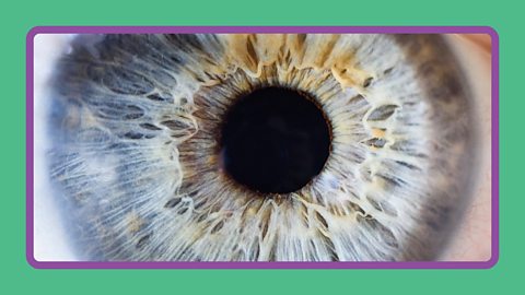 A close up of a human eye.