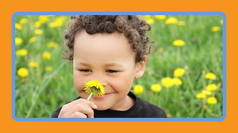 A young boy smells a dandelion.