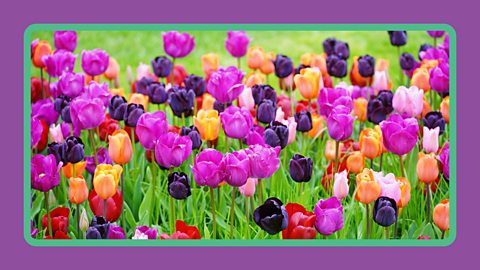 Close-up of multi coloured tulips in field in the United Kingdom.