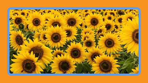 Sunflowers in full bloom seen from close up, United Kingdom.
