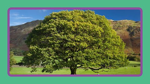 English Oak tree with mountains behind, Lake District, United Kingdom.