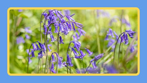 Close-up of Bluebells growing in a meadow.