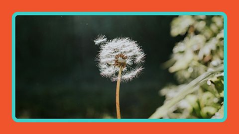 A dandelion seed bunch, in the sun and wind.