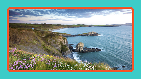 A rugged coastline in the UK with wildflowers.