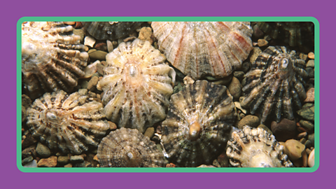  A bunch of limpets.