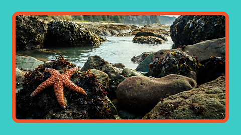A starfish laying on a rock in a rock pool.