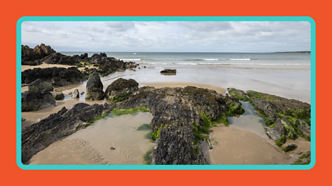 A rock pool.
