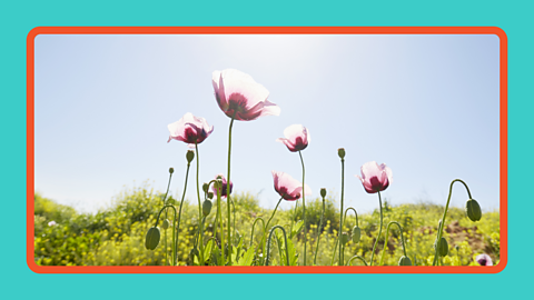 Poppies in the sunlight