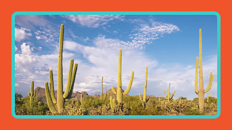 Cacti in a desert area