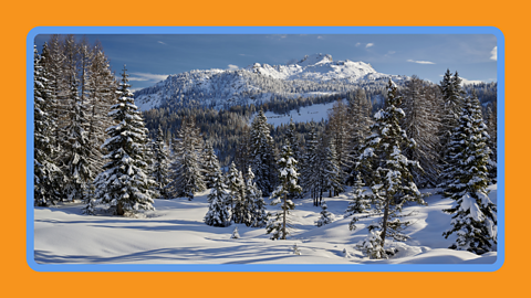 A landscape of pine trees growing on a snow covered hill
