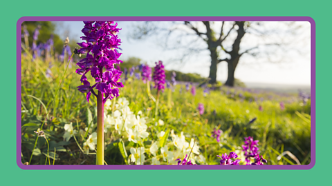 A purple flower in a meadow