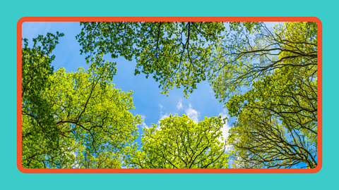 Trees with green leaves