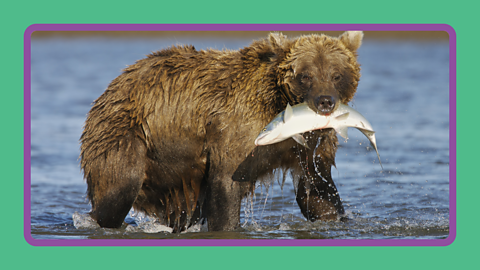 A bear with a fish in it's mouth.