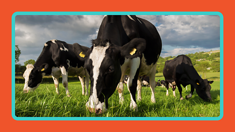 A herd of cows eating grass in a field.