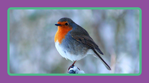 A bird sitting on a branch