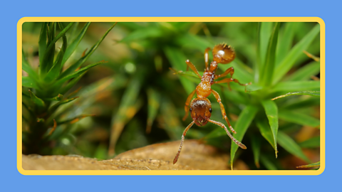 An ant climbing a leaf.