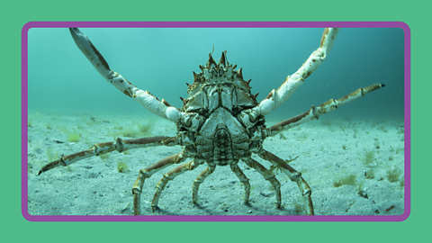 A crab on the ocean floor with arms extended.