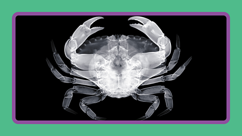 An X-ray of a crab