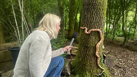 CrowdScience, CrowdScience, How does a snake climb a tree?