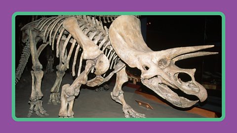 A full skeleton of a Triceratops in a museum.