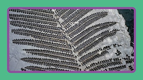 Fossilised fern in rock.