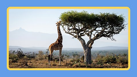 A giraffe feeding on a tree in the plains of Africa.