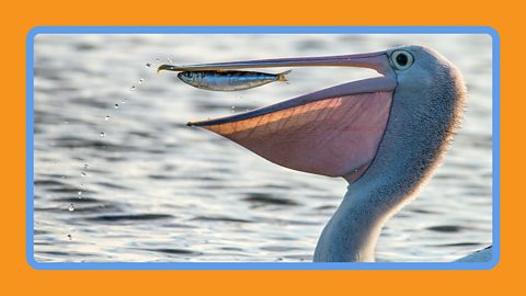 A pelican eats a fish in the sea.