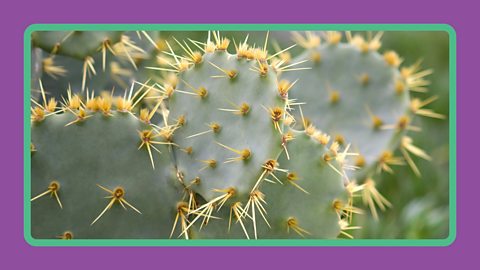 A cactus with yellow spines.