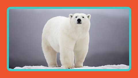 A polar bear standing on a ice shelf.