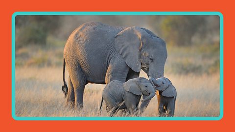 An elephant and her two calves walking across the plains of Africa.
