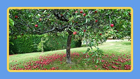 An apple tree in a garden with apples fallen all around the bottom.