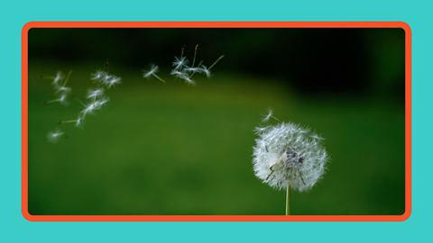 Seeds of the dandelion flower blowing in the wind.