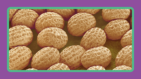 Ovules under a microscope.