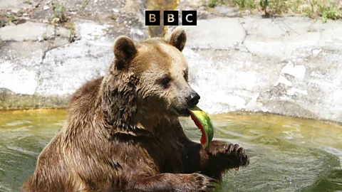 Witness History, Witness History, Finding a home for Bulgaria's dancing bears