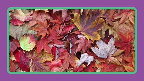 Dead leaves on the floor in the UK in Autumn.