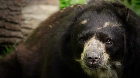 Saving the real 'Paddington Bear' in Bolivia