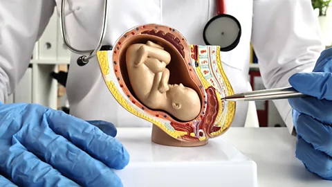 Doctor pointing to model showing baby in womb (Credit: Getty Images)