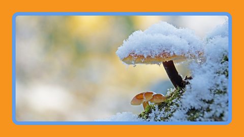 A group of mushrooms under a blanket of snow.