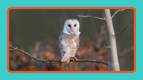A barn owl perched on a branch in autumn.