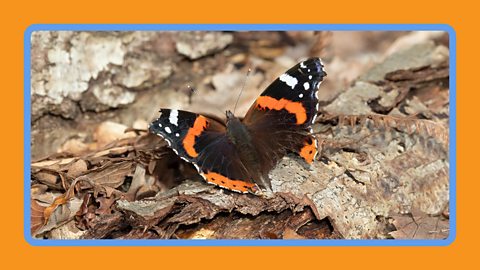 A red admiral butterfly on the woodland floor.