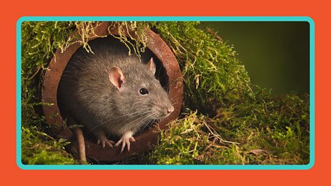 A rat leaning out of a drain next to moss.